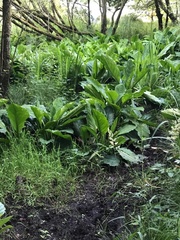Lysichiton
