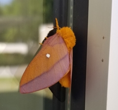 Anisota pellucida