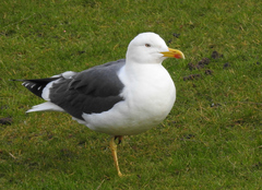 Larus fuscus
