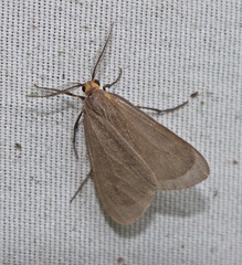 Pagara simplex