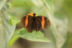 Heliconius erato hydara