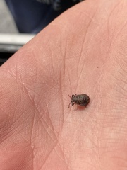 Pentatomomorpha