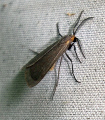 Pagara simplex