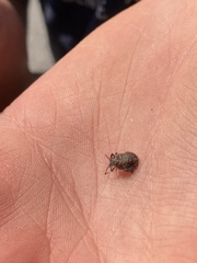 Pentatomomorpha