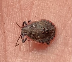 Pentatomomorpha