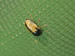 Cryptocephalus pygmaeus