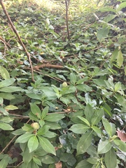 Cornus capitata