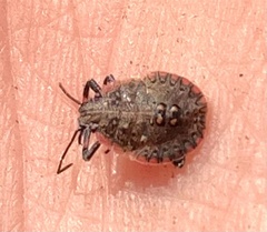 Pentatomomorpha