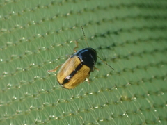 Cryptocephalus pygmaeus