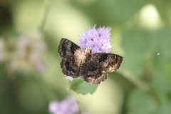 Staphylus ascalaphus