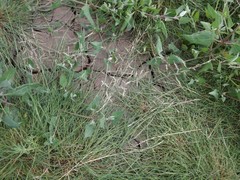 Puccinellia maritima