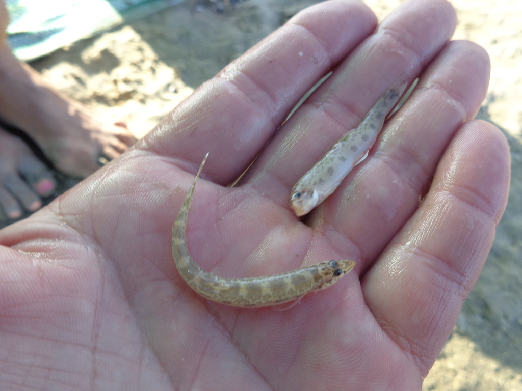 Don Spined Loach