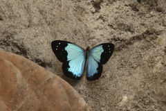 Lymanopoda caeruleata