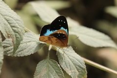 Lymanopoda caeruleata