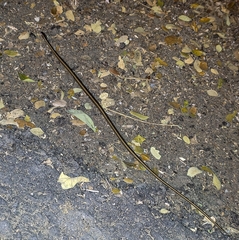 Coniophanes dromiciformis