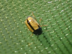 Cryptocephalus pygmaeus