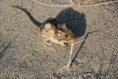Perognathus