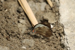 Pieriballia