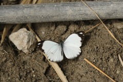 Pieriballia