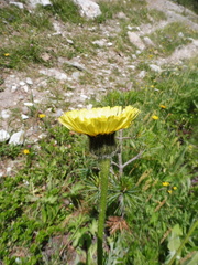 Hypochaeris maculata