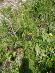 Hypochaeris maculata