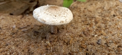 Agaricaceae