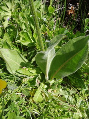 Hypochaeris maculata