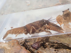 Faxonius compressus