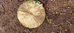 Agaricaceae