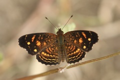 Anthanassa acesas