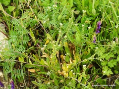 Calepina irregularis