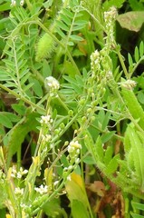 Calepina irregularis