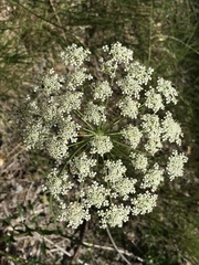 Laserpitium latifolium