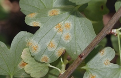 Cronartium ribicola