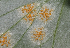 Cronartium ribicola