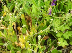 Calepina irregularis