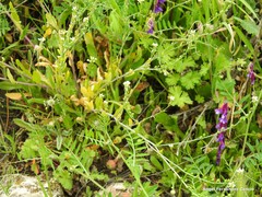 Calepina irregularis