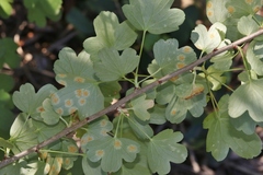Cronartium ribicola