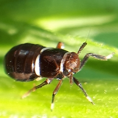 Pissonotus basalis