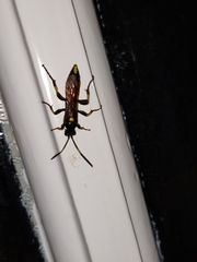 Ichneumon xanthorius