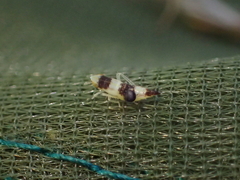 Euscelidius variegatus