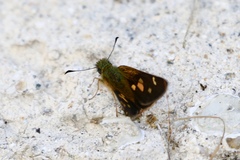 Dalla