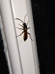 Ichneumon xanthorius