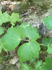 Phytomyza aquilegivora