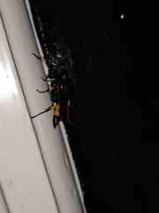 Ichneumon xanthorius