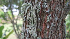 Ramalina fraxinea