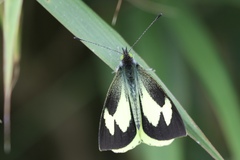 Leptophobia eleone