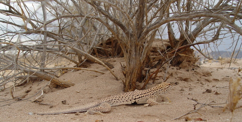 Mohawk Dunes Fringe-toed Lizard, Uma thurmanae