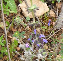 Salvia verbenaca