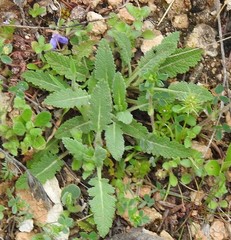 Salvia verbenaca